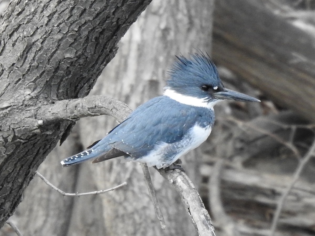 Belted Kingfisher - ML617696559
