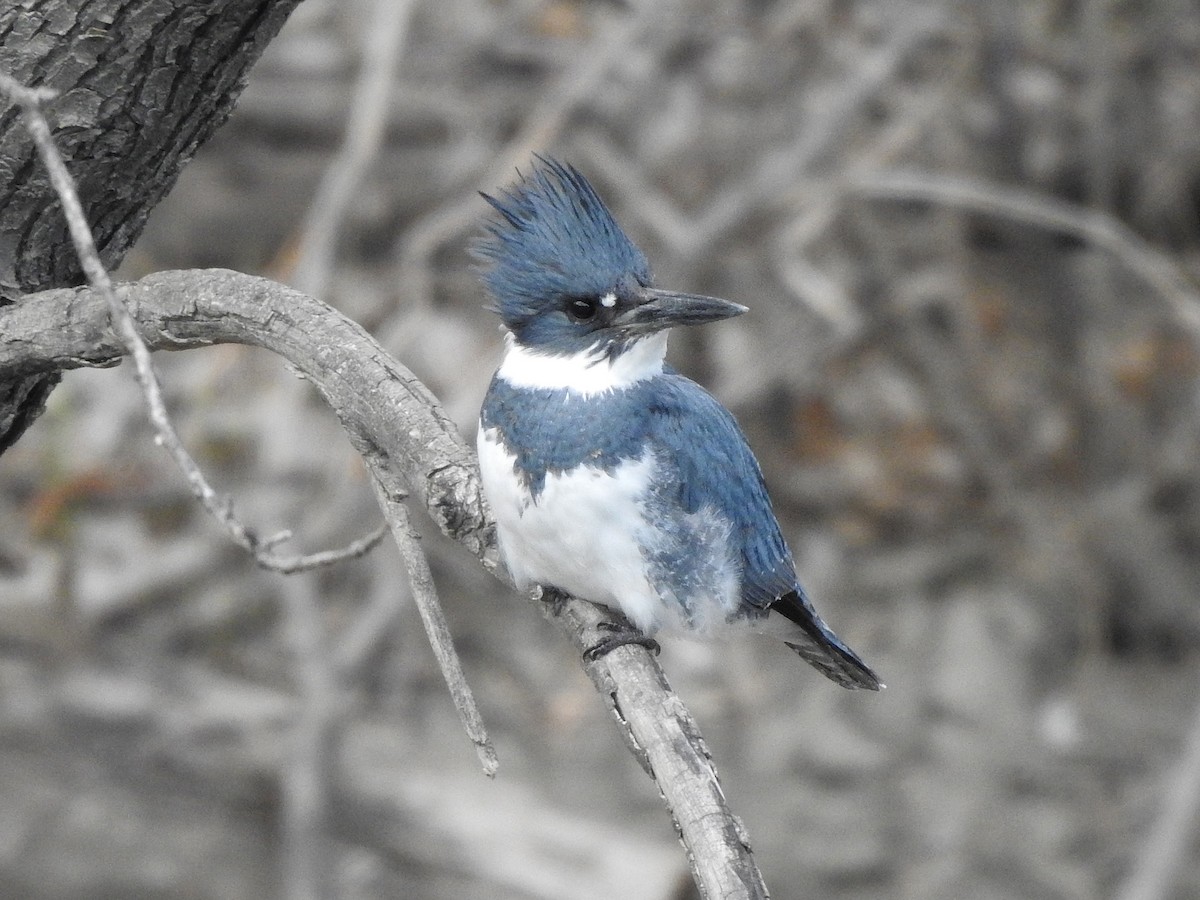 Belted Kingfisher - ML617696572