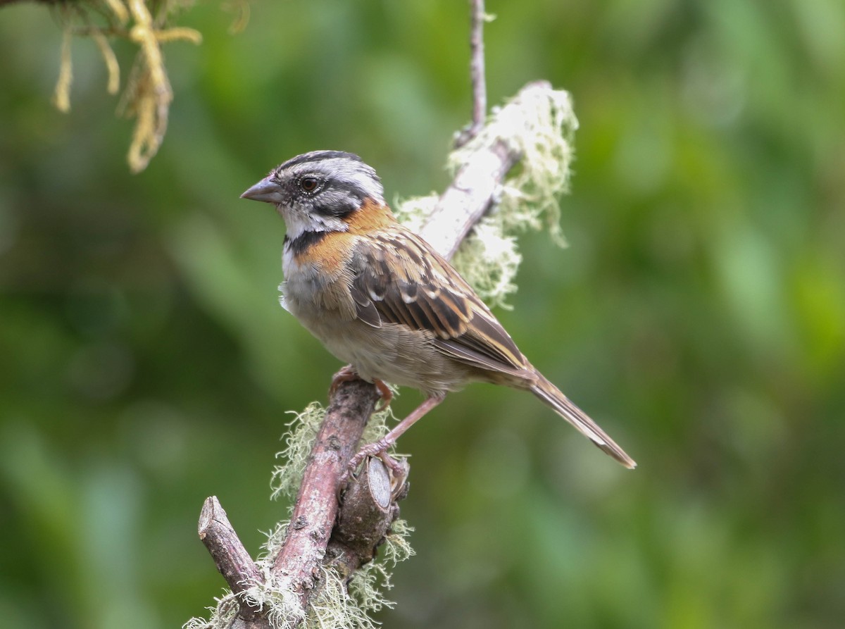 Rufous-collared Sparrow - ML617696584