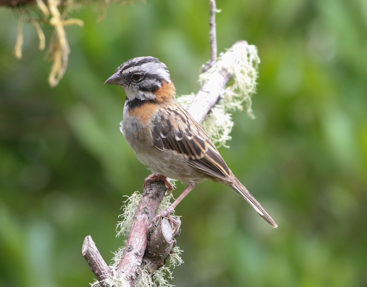 Rufous-collared Sparrow - ML617696585