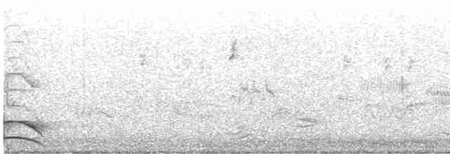 Paruline à croupion jaune (auduboni) - ML617696662