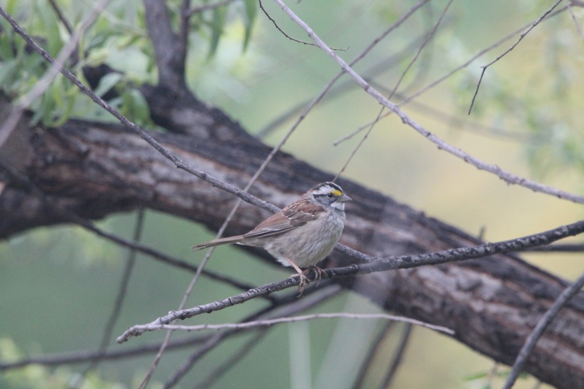 White-throated Sparrow - ML617696713