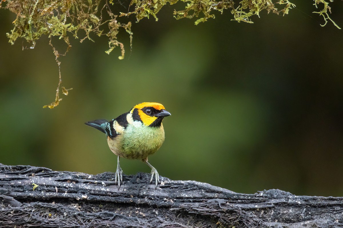 Flame-faced Tanager - ML617696741