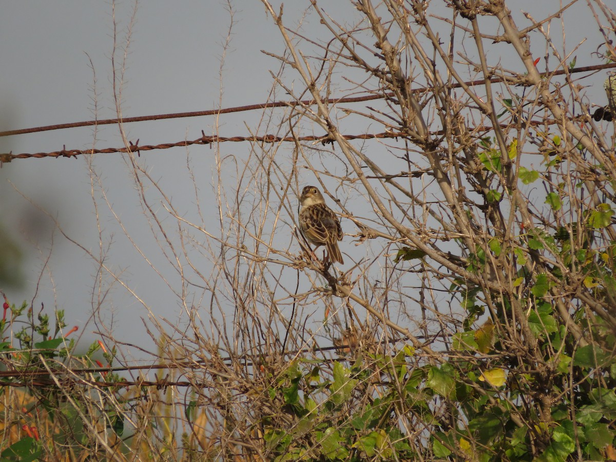 Grassland Sparrow - diego catala