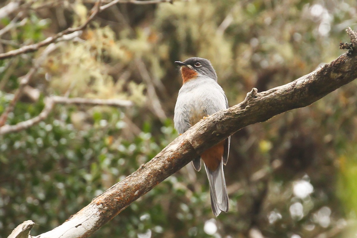 Rufous-throated Solitaire - ML617696777