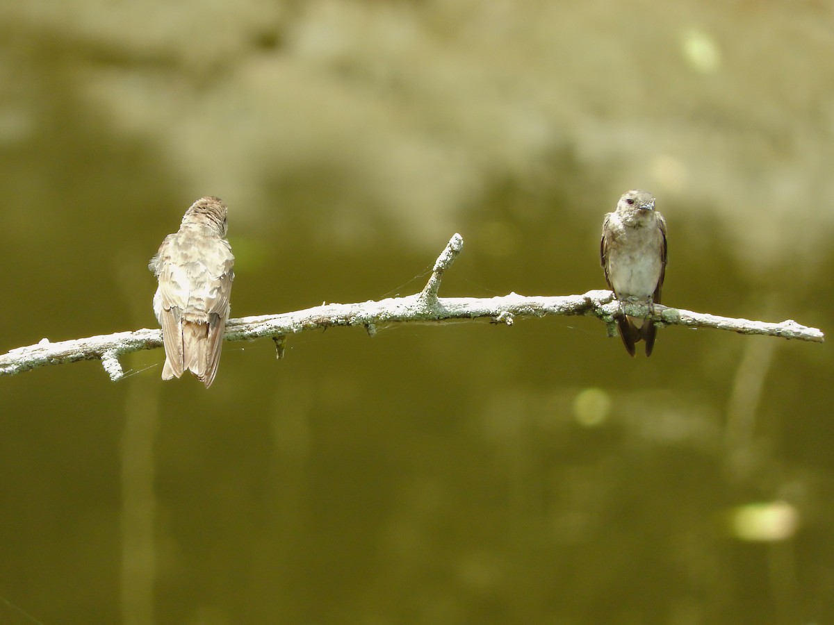 Northern Rough-winged Swallow - ML617696790