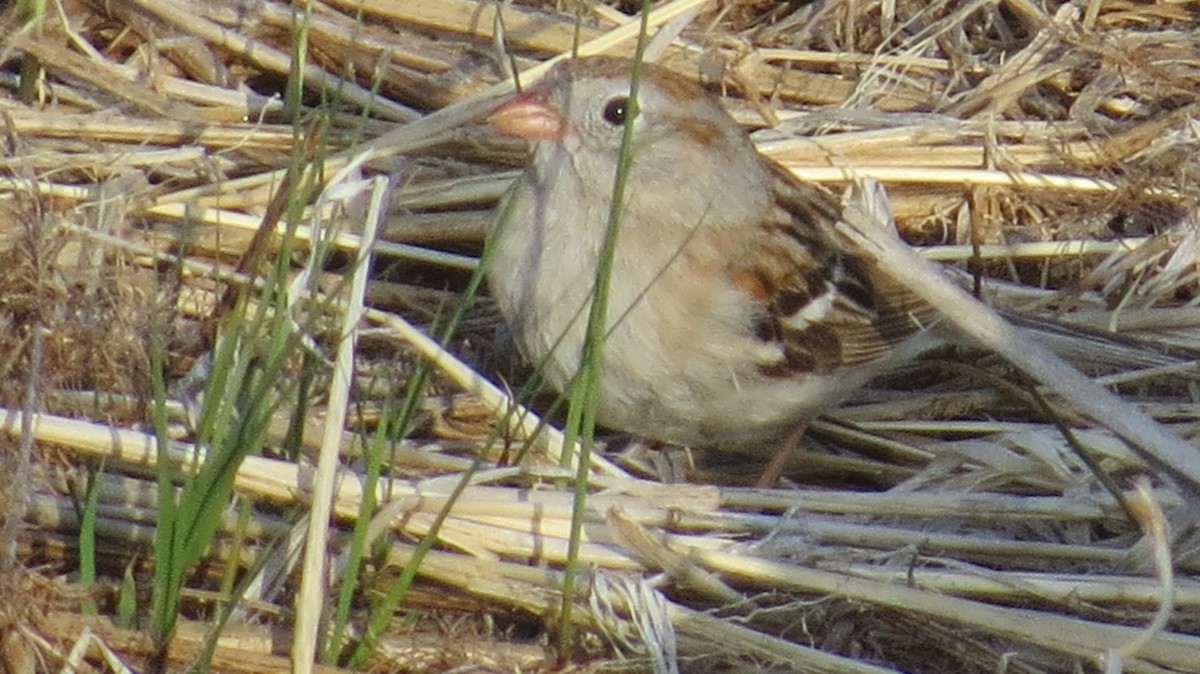 Field Sparrow - ML617696798