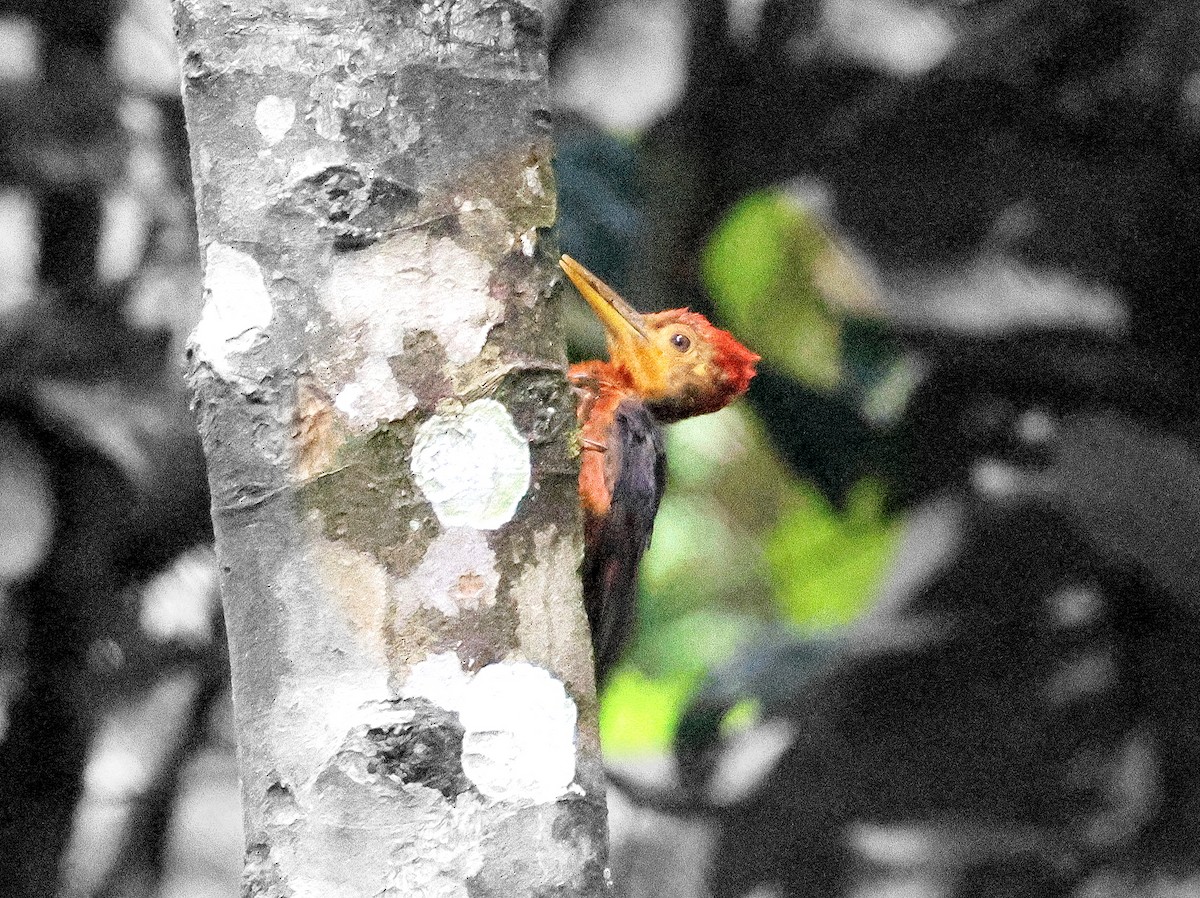Orange-backed Woodpecker - ML617696812