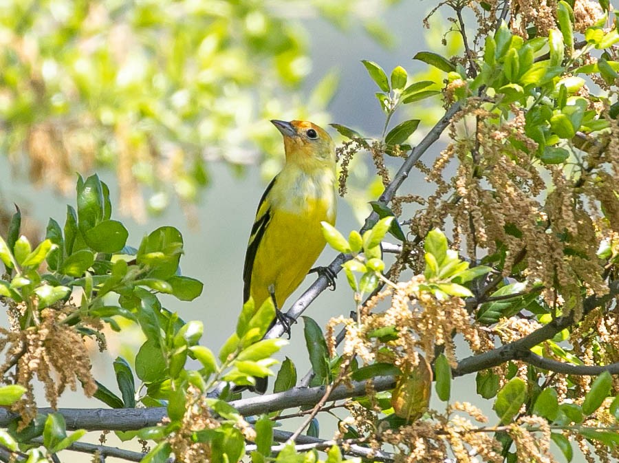 Western Tanager - ML617696813