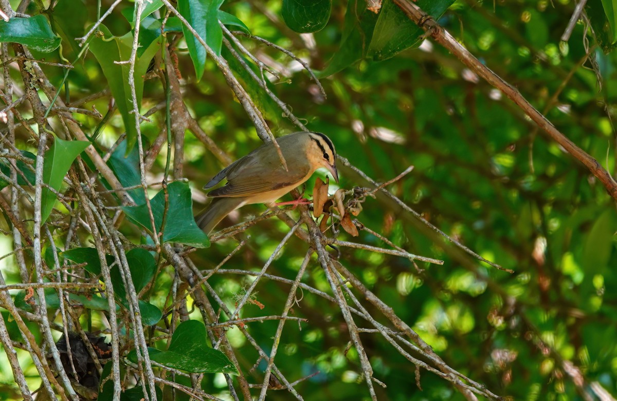 Worm-eating Warbler - Pam Vercellone-Smith
