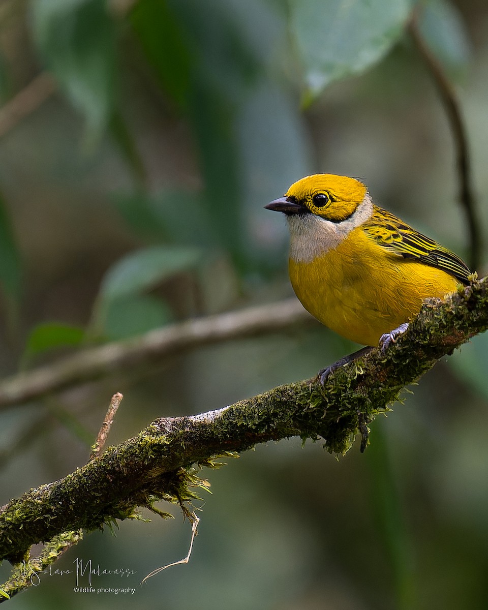 Silver-throated Tanager - Javier Solano Malavassi