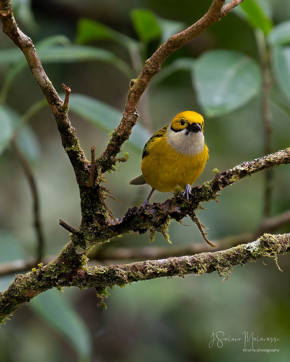 Silver-throated Tanager - Javier Solano Malavassi