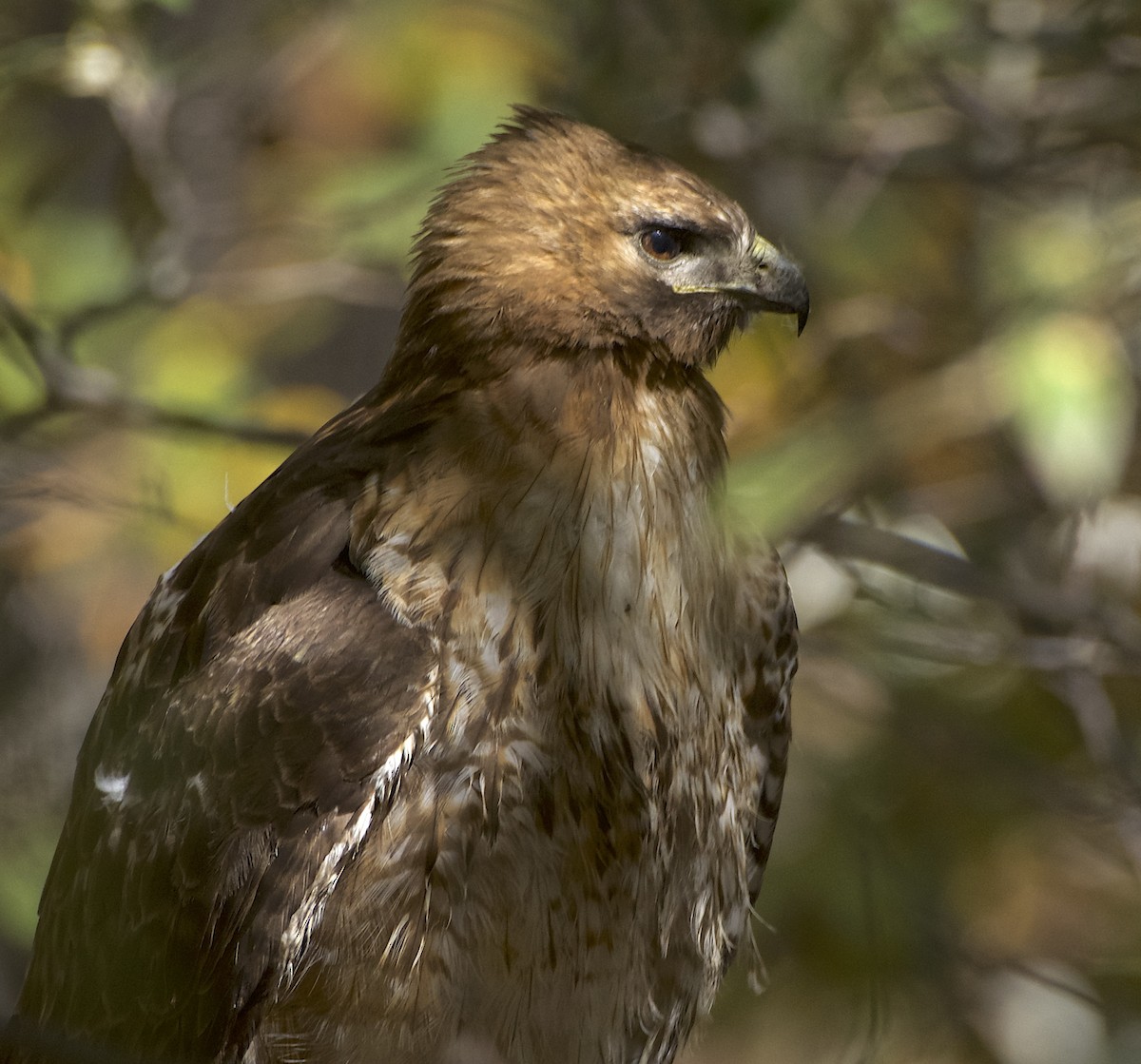 Red-tailed Hawk (calurus/alascensis) - ML617697051