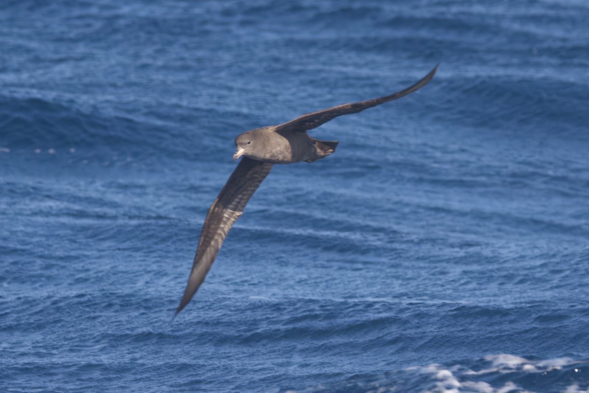Flesh-footed Shearwater - ML617697060