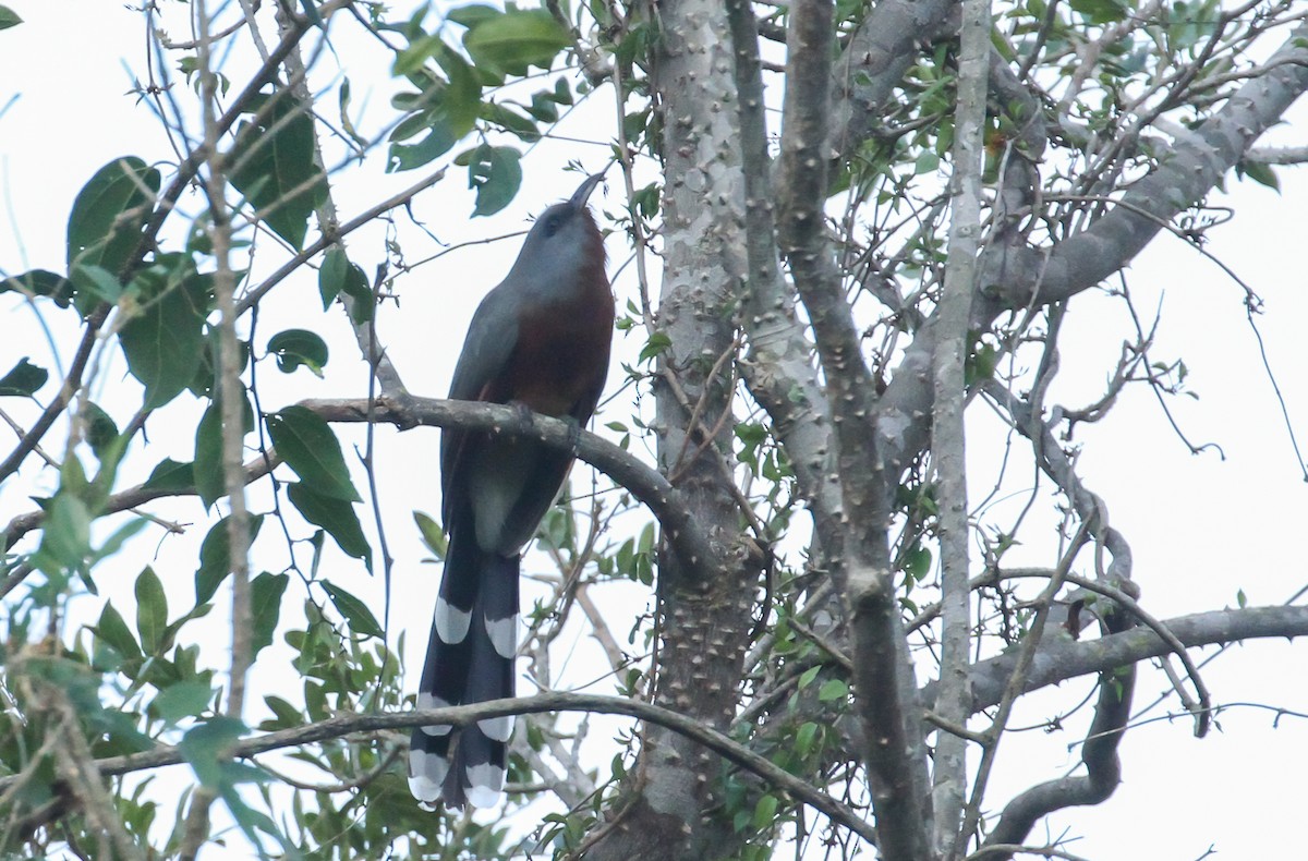 Bay-breasted Cuckoo - ML617697062