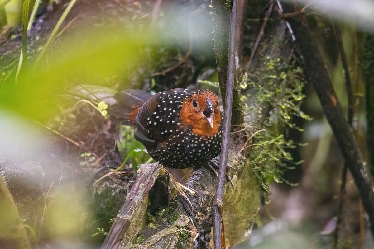 Ocellated Tapaculo - ML617697090