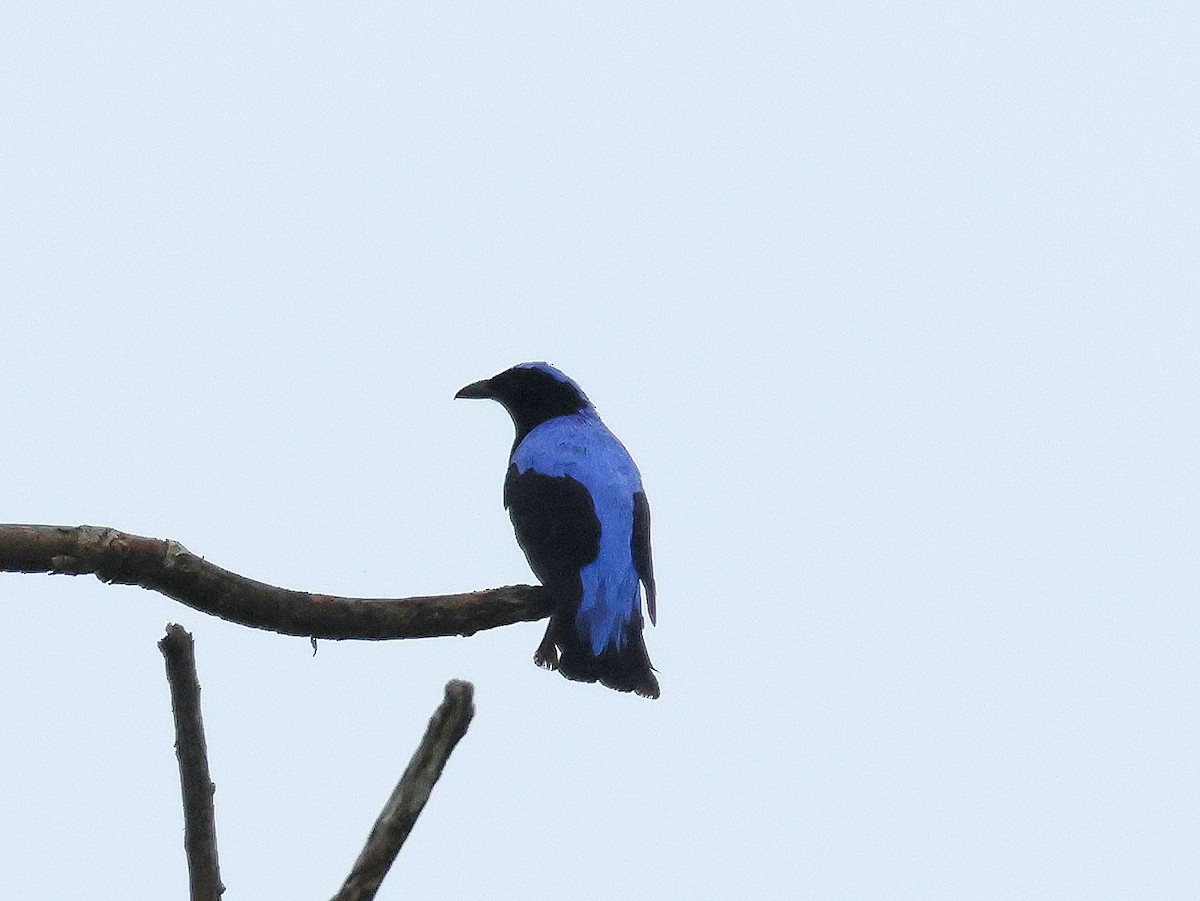 Asian Fairy-bluebird - Geoff Butcher