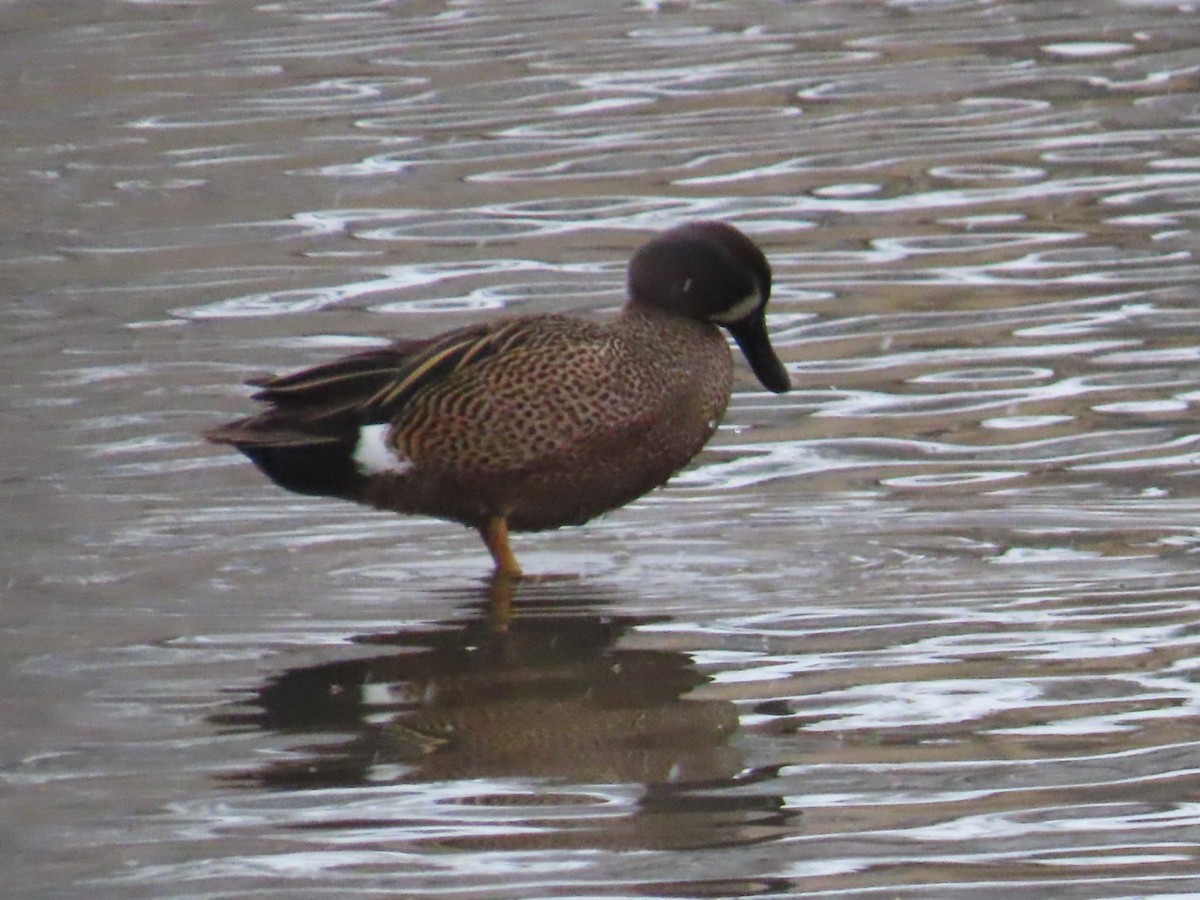 Blue-winged Teal - ML617697207
