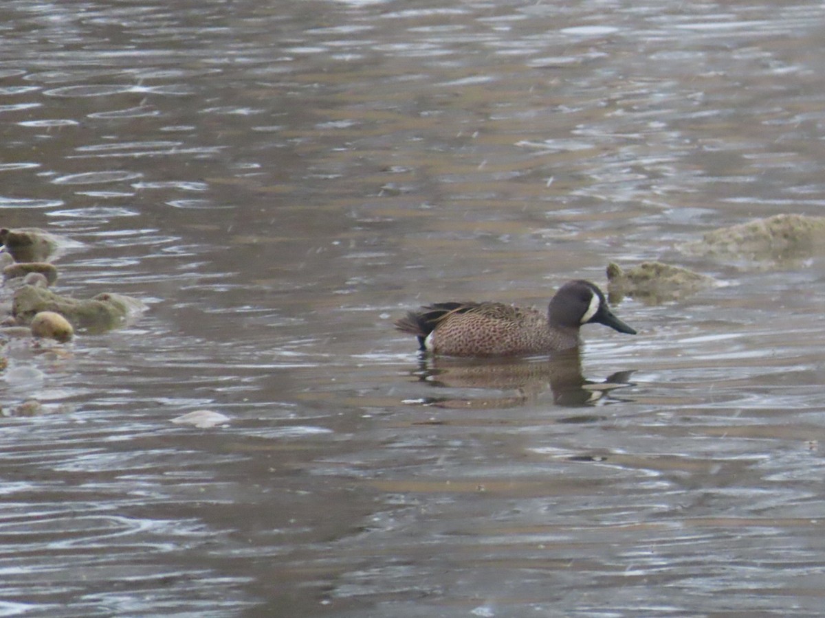 Blue-winged Teal - ML617697211