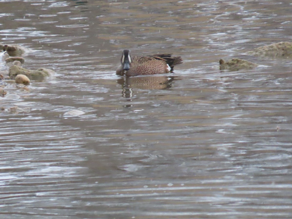 Blue-winged Teal - ML617697212