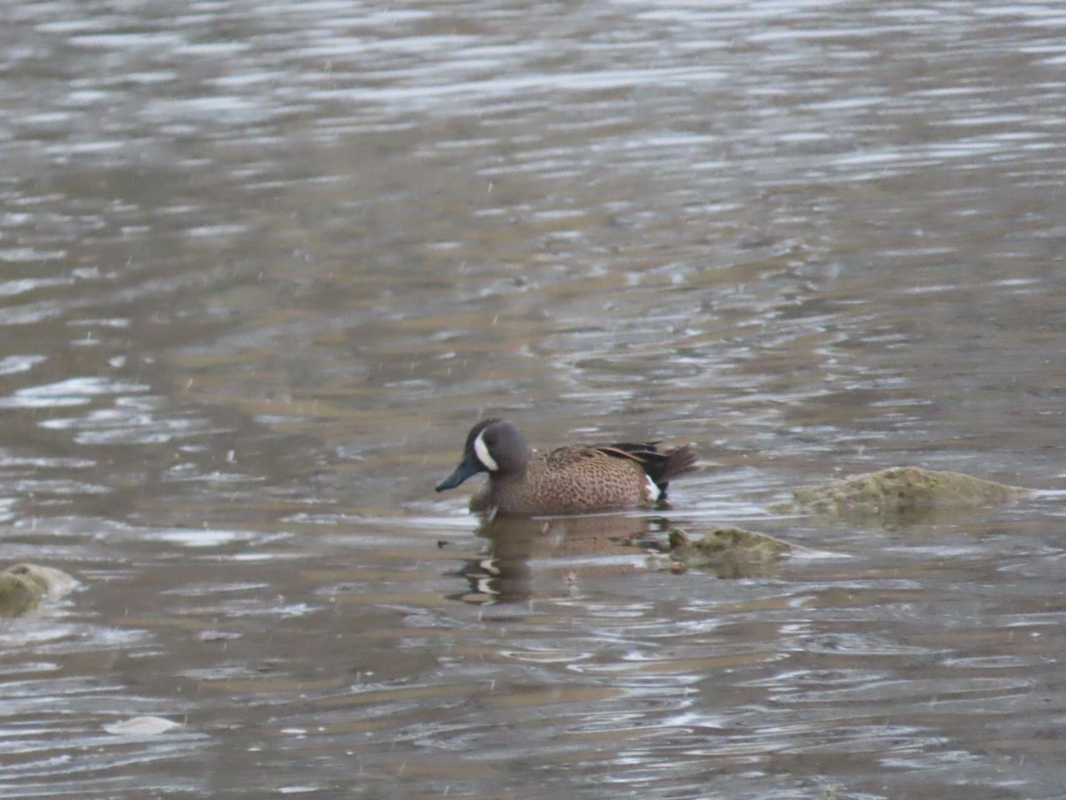 Blue-winged Teal - ML617697213