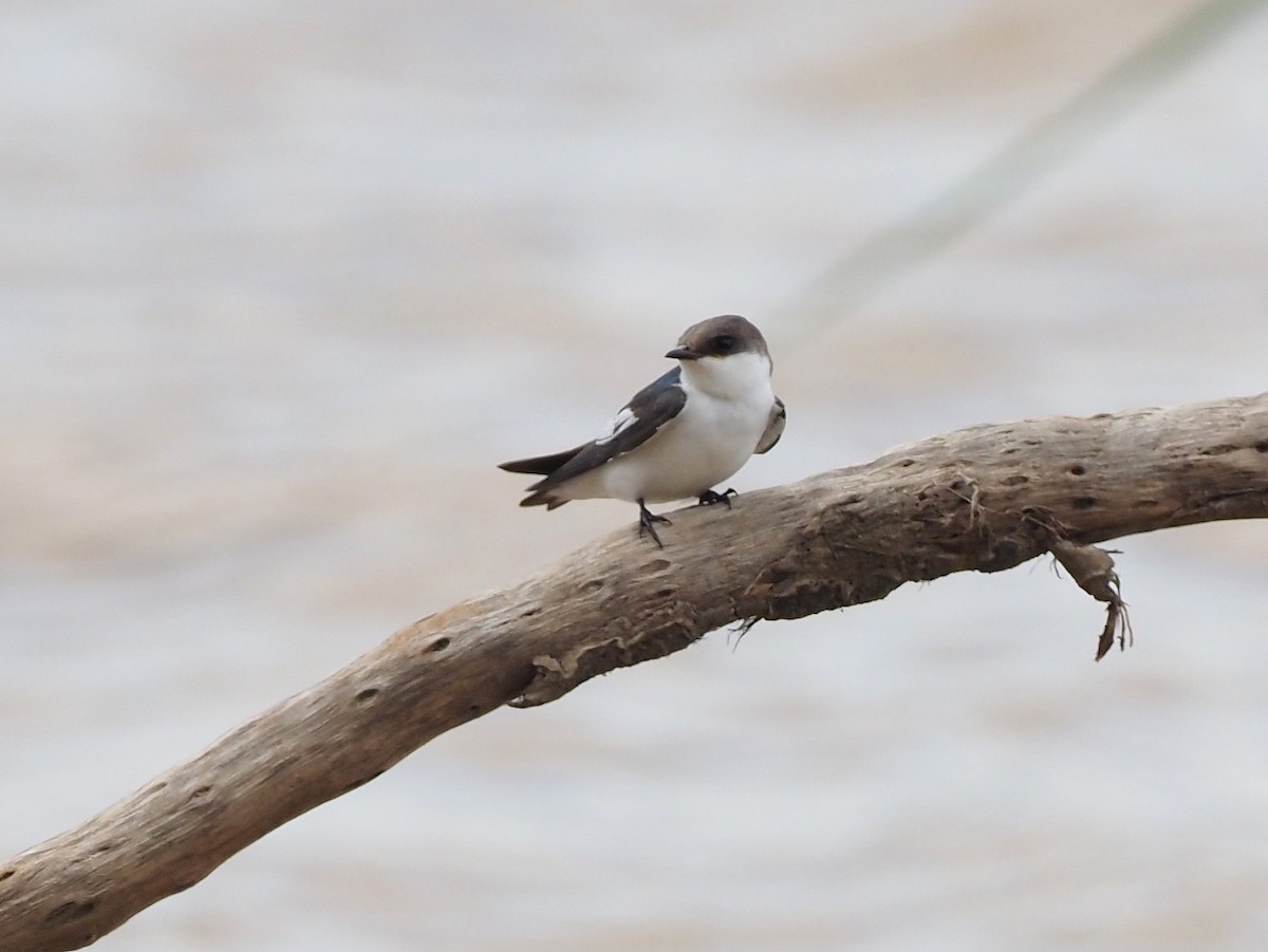 White-winged Swallow - ML617697217