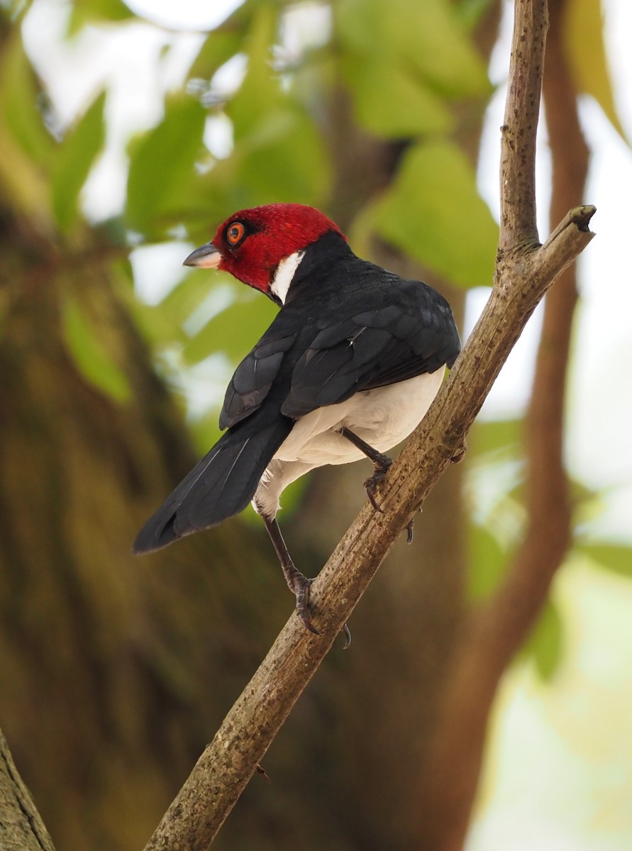 Red-capped Cardinal - ML617697222