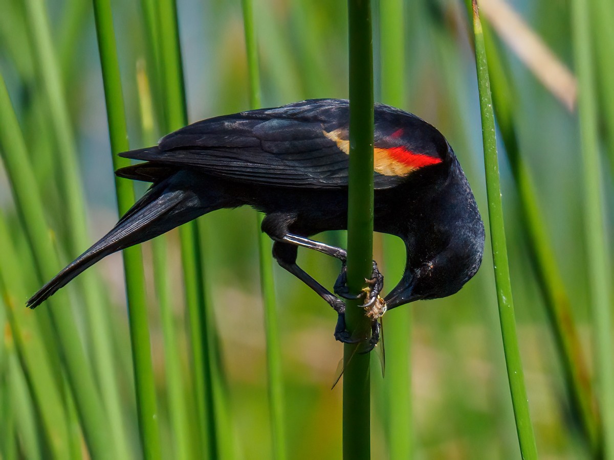 Red-winged Blackbird - Abe Villanueva