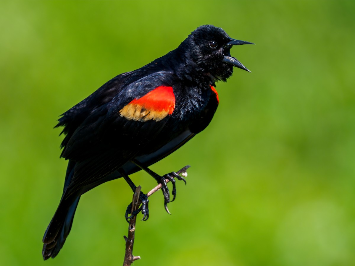 Red-winged Blackbird - Abe Villanueva