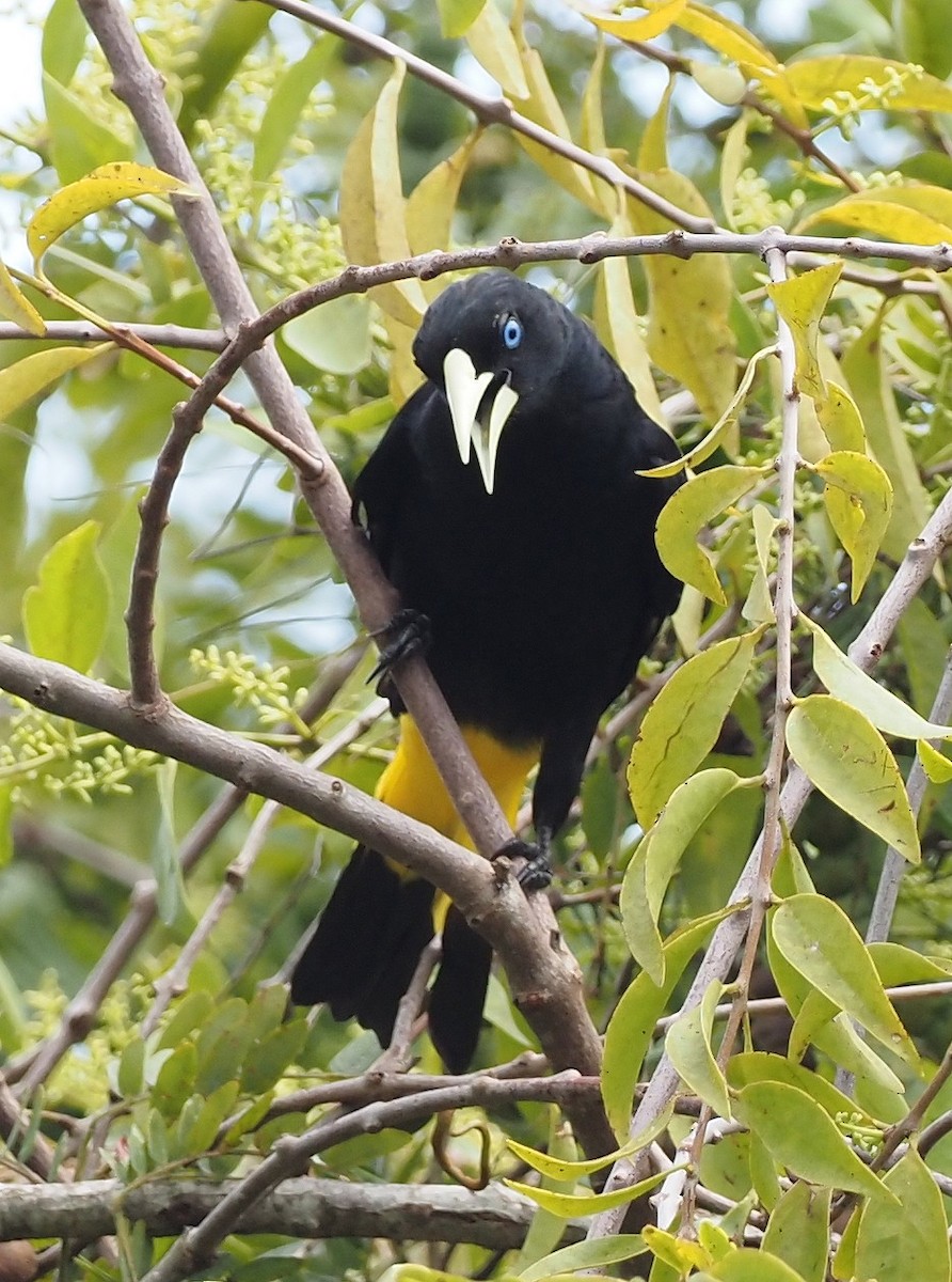Yellow-rumped Cacique - ML617697247