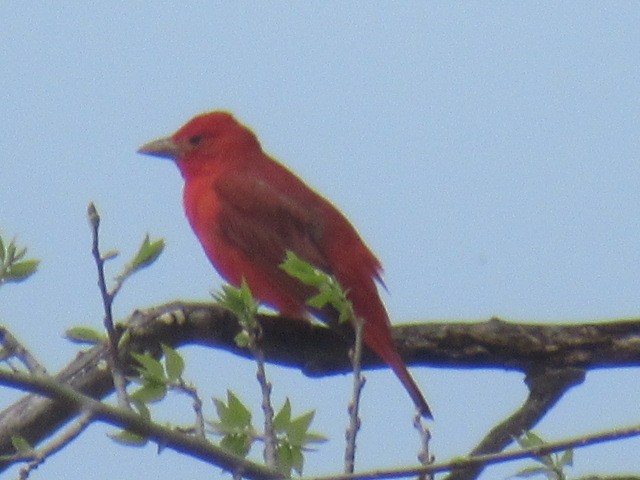 Summer Tanager - Wendy Sykora