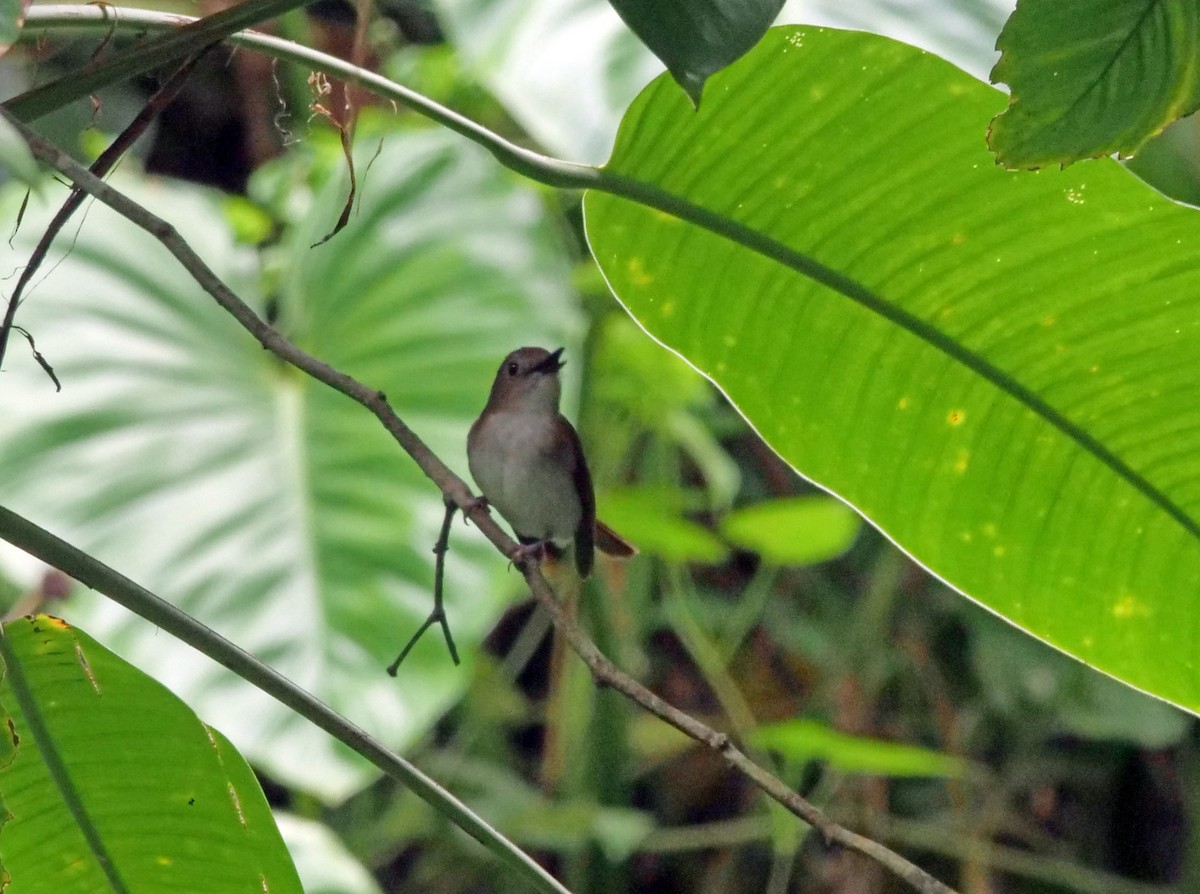 Chestnut-tailed Jungle Flycatcher - Julius Paner