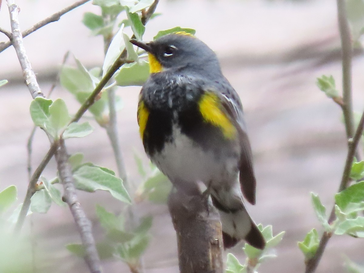 Yellow-rumped Warbler (Audubon's) - Chellye Porter