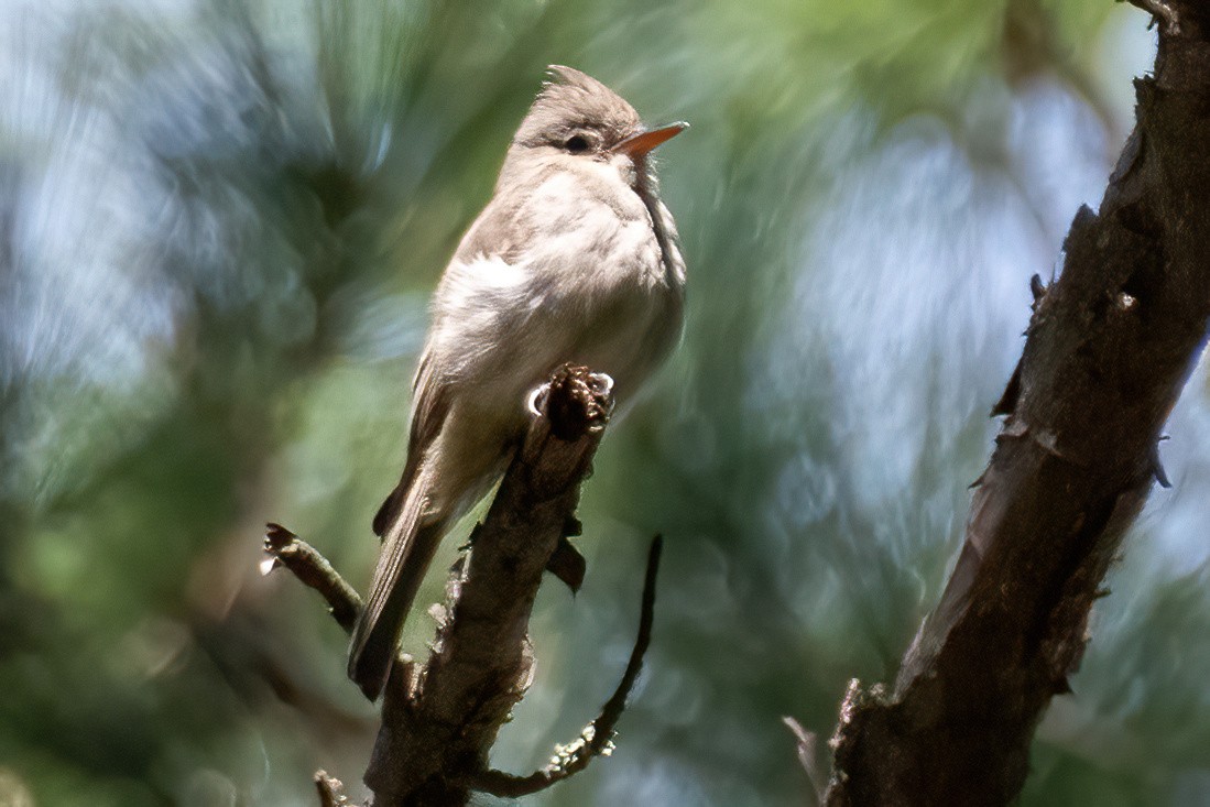 Greater Pewee - ML617697433