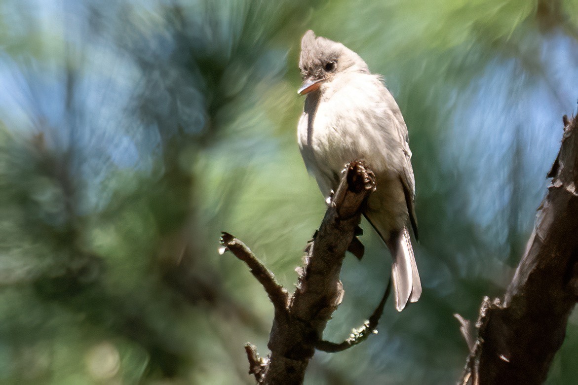 Greater Pewee - ML617697439