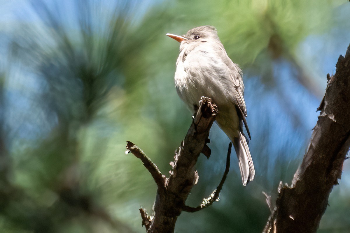 Greater Pewee - ML617697441