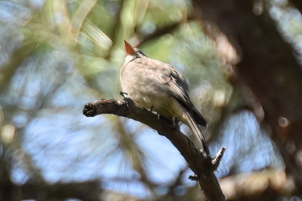 Greater Pewee - ML617697443