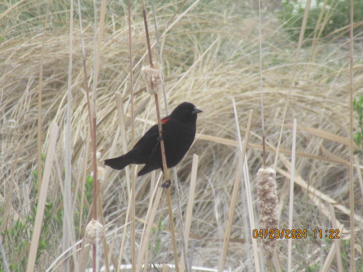 Red-winged Blackbird - ML617697447
