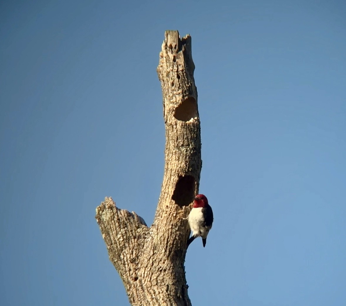 Red-headed Woodpecker - ML617697460