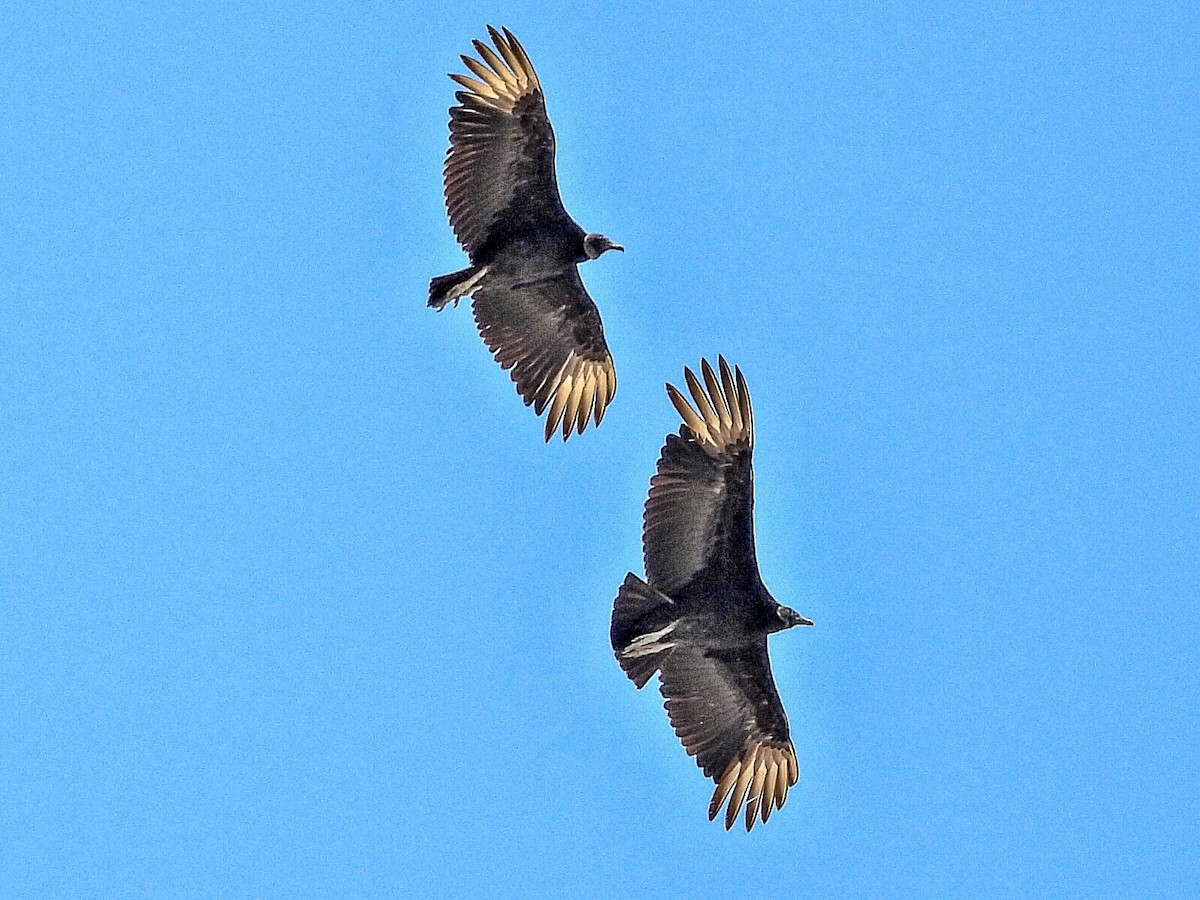 Black Vulture - ML617697476