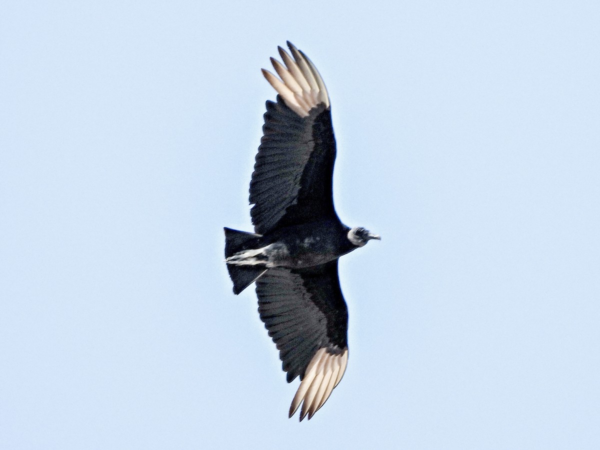 Black Vulture - ML617697477