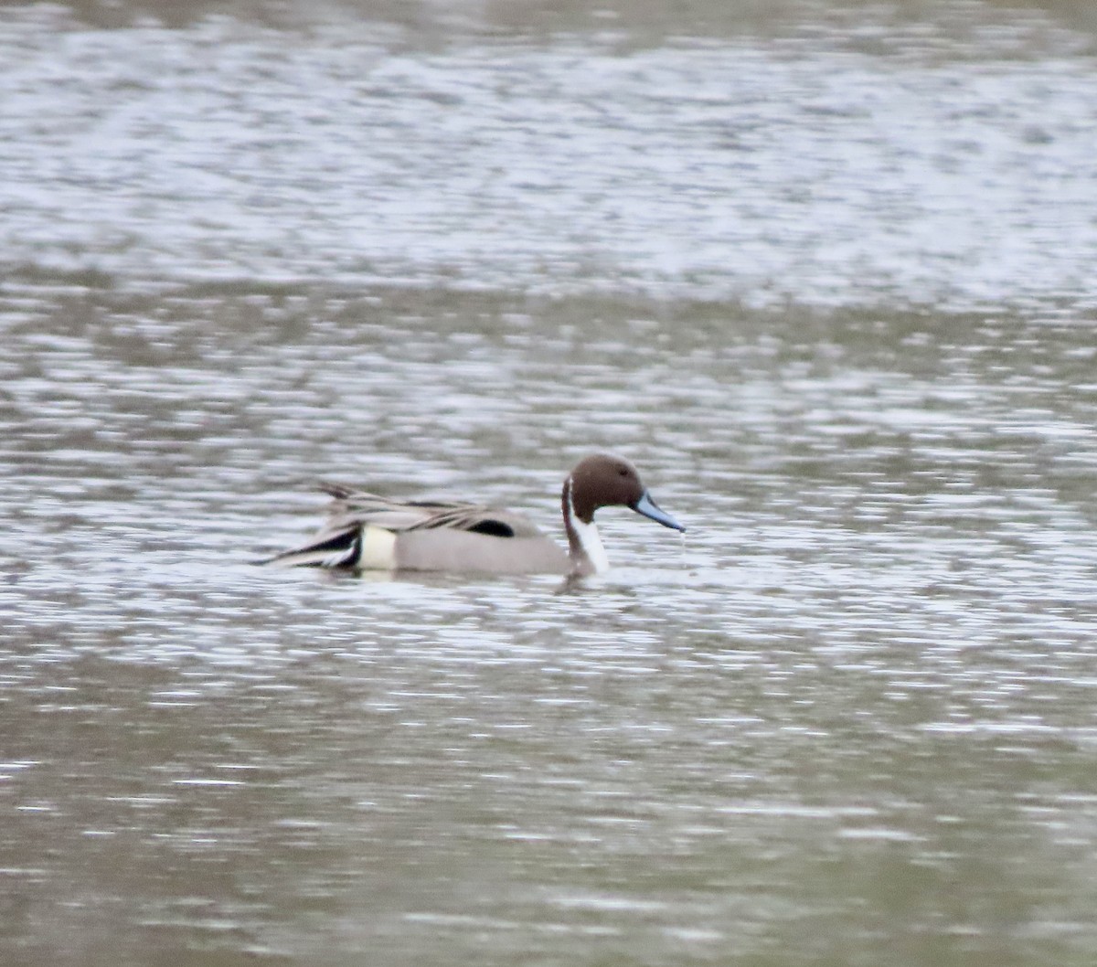 Northern Pintail - Laurie Reynolds