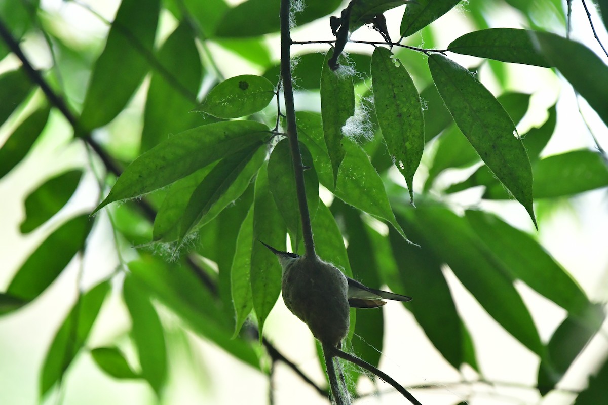 kolibřík purpurovohlavý - ML617697634