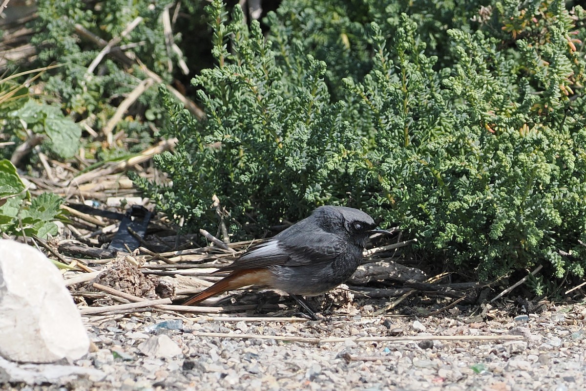 Black Redstart (Western) - george parker