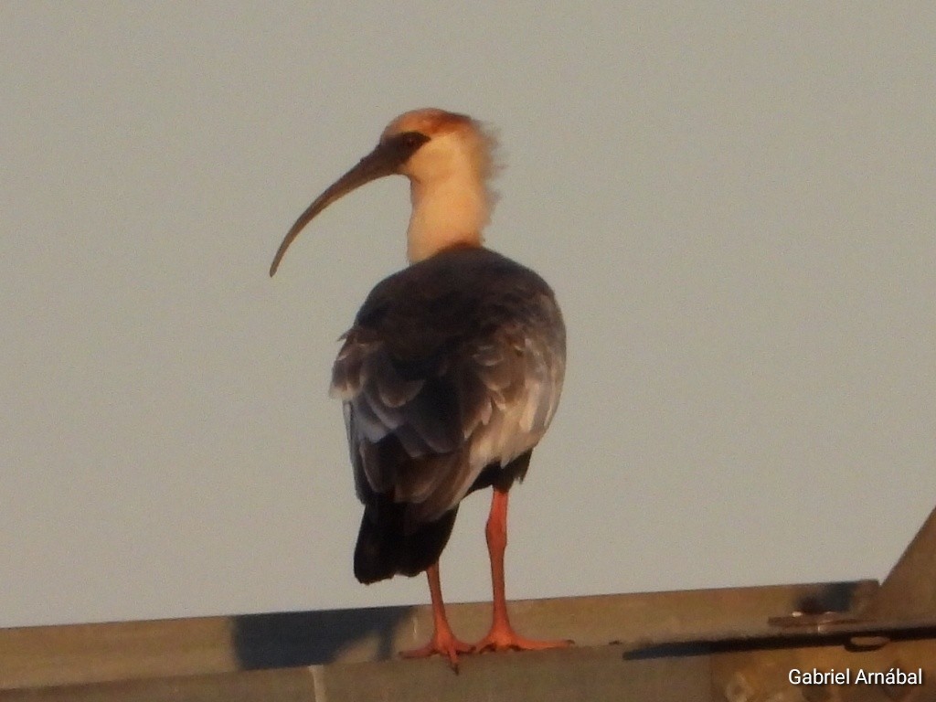 ibis bělokřídlý - ML617697797