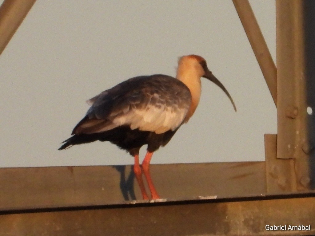 ibis bělokřídlý - ML617697799