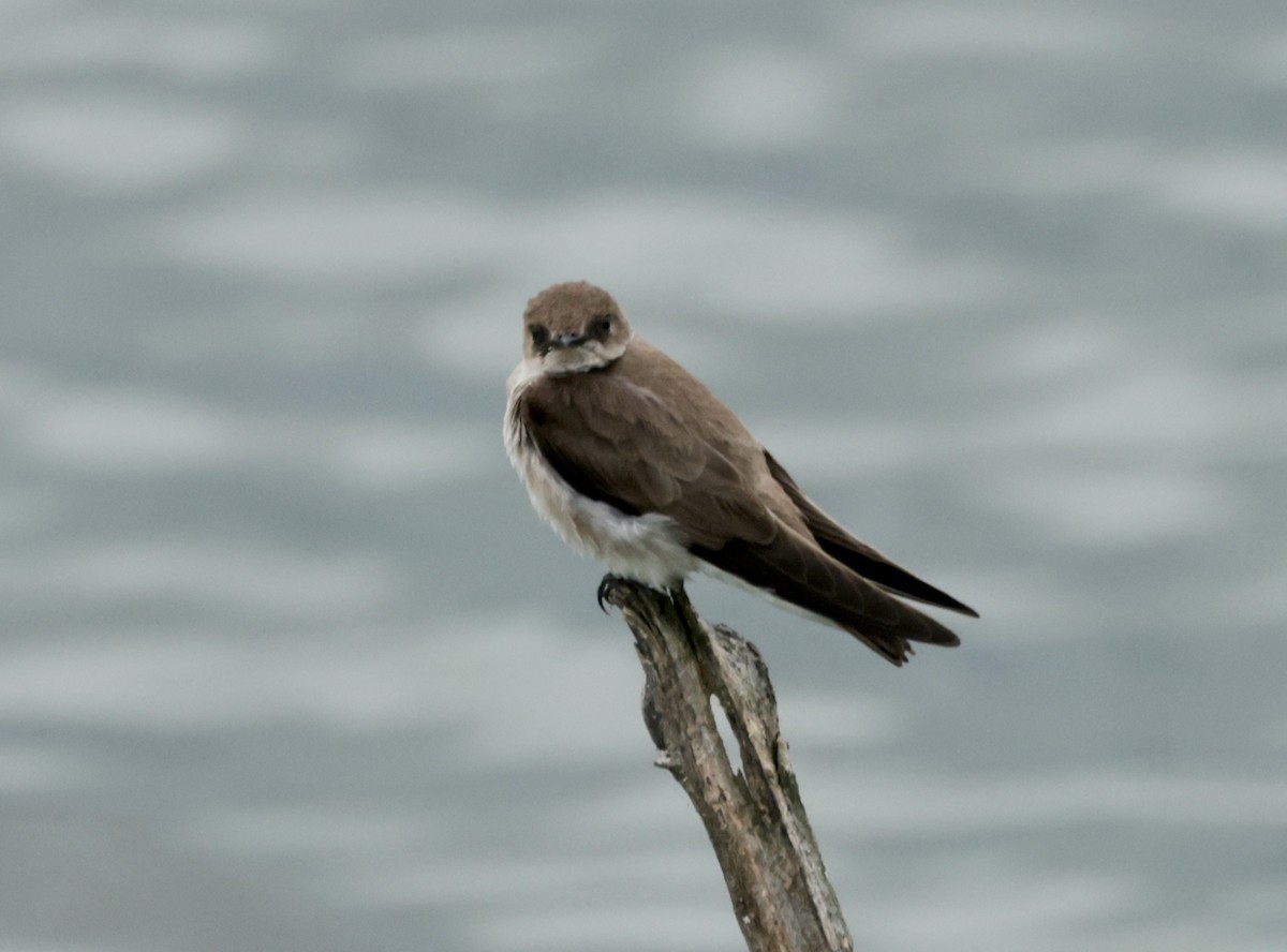 Northern Rough-winged Swallow - ML617697840
