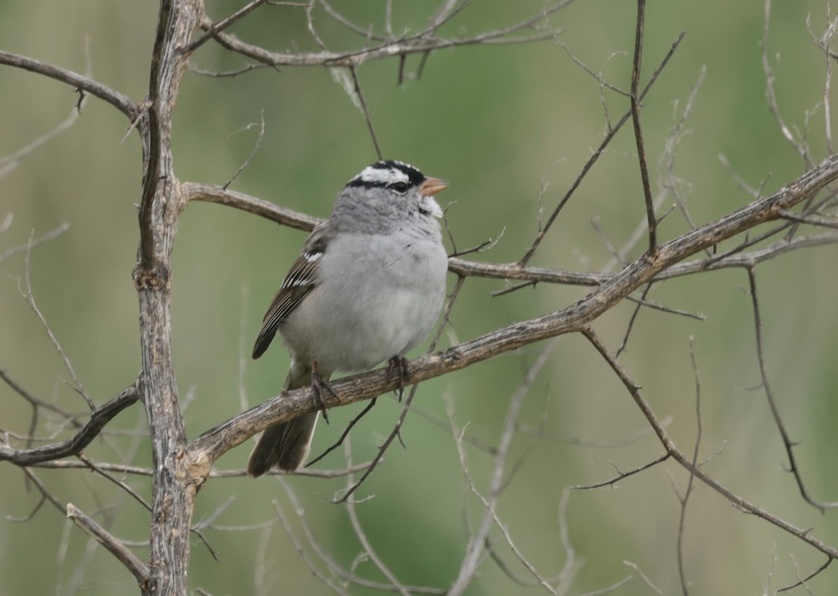 White-crowned Sparrow - ML617697858
