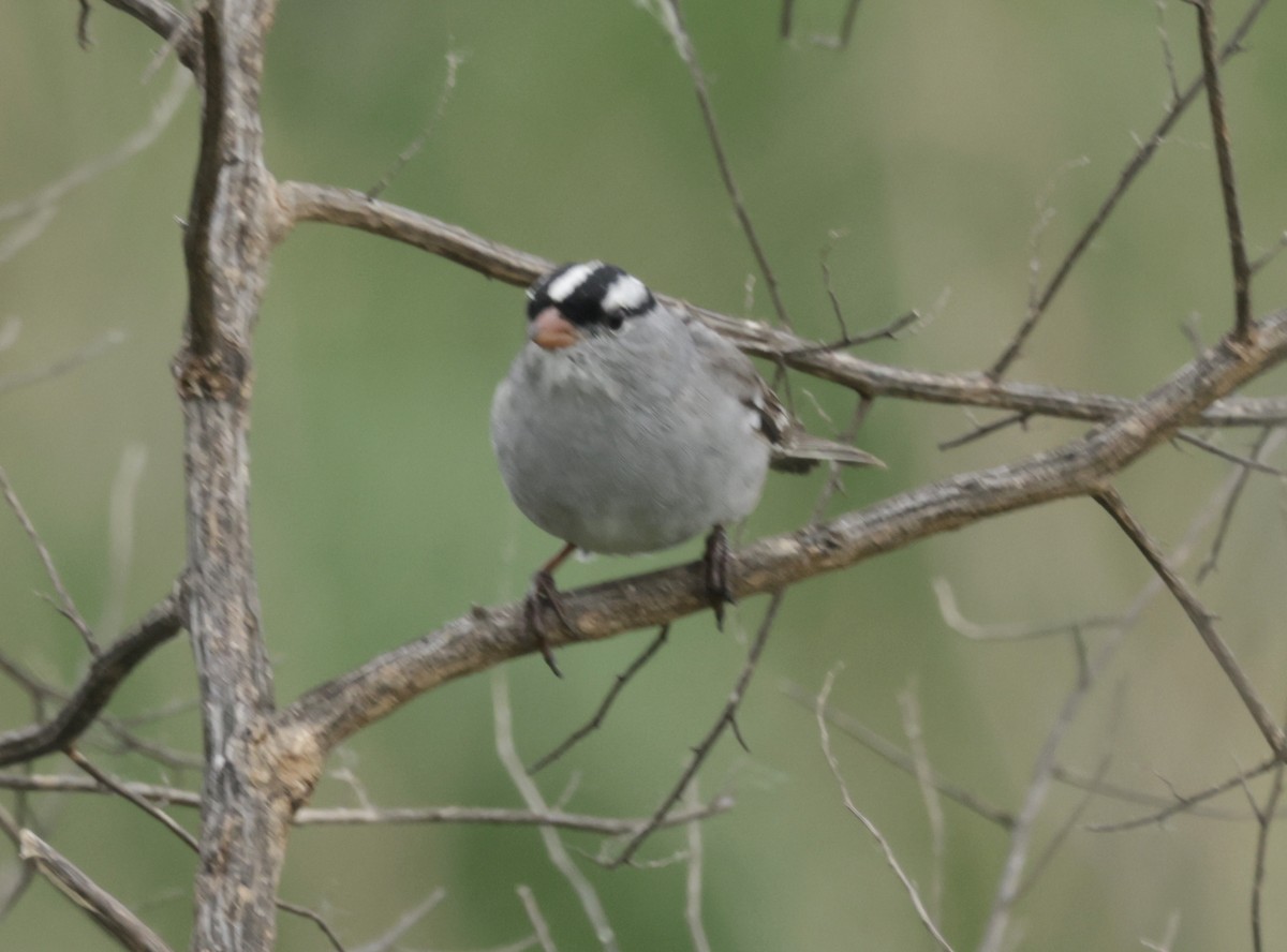 White-crowned Sparrow - Ken Oeser