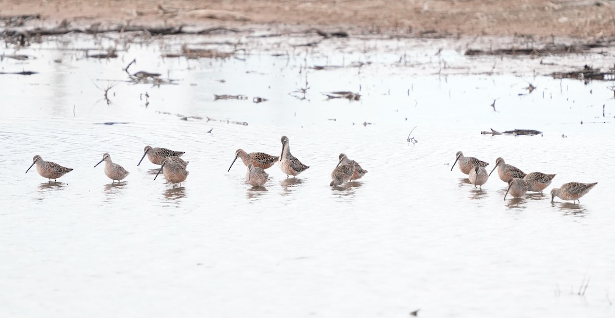 Long-billed Dowitcher - ML617697910